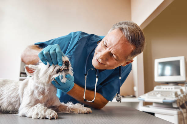 Best Mobile Emergency Dentist in Maple Heights Lake Desire, WA